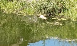 Kanal boyunca dikkat çeken balık ölmleri