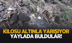 Yaylada buldular; Altınla yarışıyor