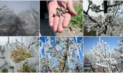 TBMM'nin zirai don komisyonu Sakarya'daki 5 mahallede inceleme yapacak