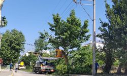 SEDAŞ, Kocaeli’de kesintisiz enerji için ağaç budama çalışmalarını sürdürüyor