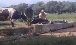 İnek oluğa sıkıştı, köylüler seferber oldu