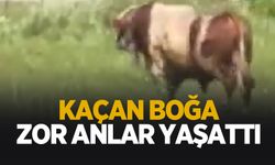 Kaçan boğa zor anlar yaşattı