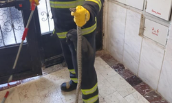 Apartmana giren yılan itfaiye ekiplerince yakalandı