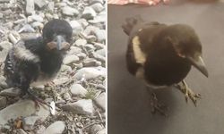 Sakarya Üniversitesi’nde bir saksağan yavrusunun ilham veren hikâyesi