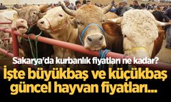 Sakarya'da kurbanlık fiyatları ne kadar? İşte büyükbaş ve küçükbaş güncel hayvan fiyatları...