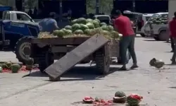 Geyve'de çiftçi isyanı: Karpuzları yere fırlatarak parçaladı
