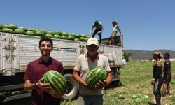 Osmaneli karpuzunun hasadı başladı