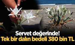 Servet değerinde! Tek bir dalın bedeli 380 bin TL