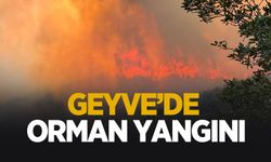 Geyve'de orman yangını