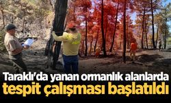 Taraklı'da yanan ormanlık alanlarda tespit çalışması başlatıldı