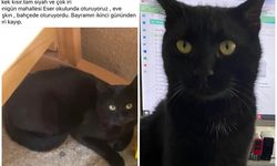 Bu kediyi bulana ödül var!