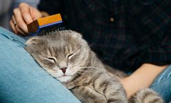 Kedi ve köpek tüyleri hastalık yapar mı? Veteriner hekim Yıldız yanıtladı