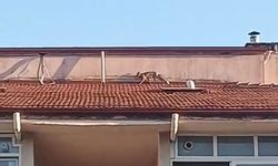 Tilki 5 kartlı apartmanın çatısına çıktı