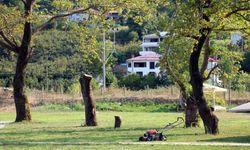 Sakarya'daki asırlık çınar ağaçları kuruyor