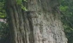 İşte Türkiye'nin en yaşlı ağacı
