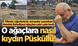 Ülkede ciğerlerimiz ormanlar yanarken Hendek Belediyesi ağaçları çatır çatır kesti: O ağaçlara nasıl kıydın Püsküllü!