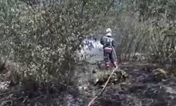 Fındık bahçesinde yangın