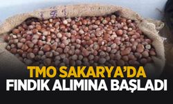TMO Sakarya'da fındık alımına başladı