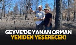 Geyve'de ormanlar yeniden yeşerecek