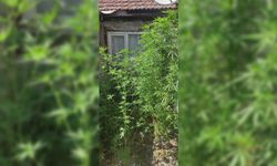 Akyazı'da şok baskın: 60 kök kenevir ele geçirildi