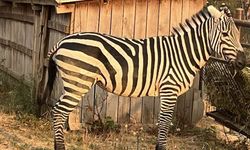 Gölya'nın yeni misafiri Zebra