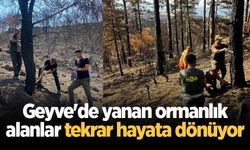 Geyve'de yanan ormanlık alanlar tekrar hayata dönüyor