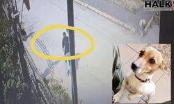 Kocaeli Kartepe'de Jack Russell cinsi köpek çalındı