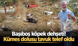 Sokak köpekleri kümese saldırdı, 35 tavuk telef oldu!