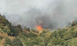Düzce’de orman yangını