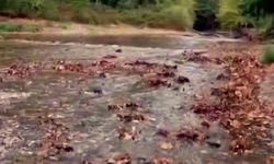 Doğaseverlerin kuruyan gözdesi suya tekrar kavuştu