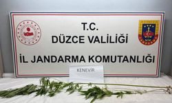 Düzce'de Jandarmadan uyuşturucu operasyonu