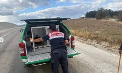 Yaralı atmacaya jandarma sahip çıktı