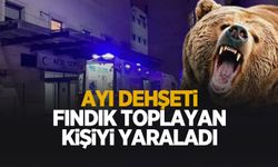 Fındıklıkta ayının saldırısına uğradı