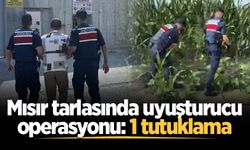 Mısır tarlasında uyuşturucu operasyonu: 1 tutuklama
