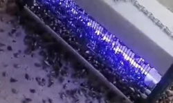 Kahverengi kokarcaya ultraviyole çözüm