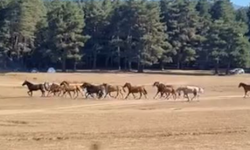 Yılkı atlarına kurt saldırdı