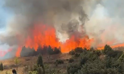 Salça yaparken 30 dönüm makilik alanı kül oldu