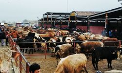 Bakan Yumaklı açıkladı: Sakarya'da hayvan pazarı yeniden açıldı