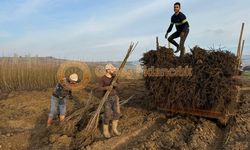Karlı Bir Yatırımın İlk Adımı, Ceviz Bahçesi