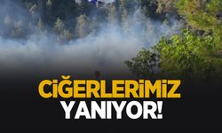 Akyazı'da orman yangını çıktı