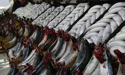 Palamutta umutlar gelecek seneye kaldı!