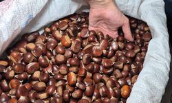 Kestane rekoltesi kuraklık sebebiyle düştü