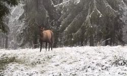 Kızılgeyiğin böğürme anları kamerada