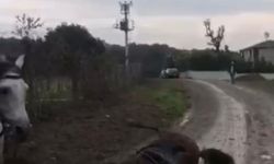Elektrik akımına kapılan at telef oldu