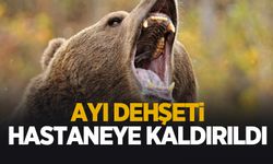 Kestane toplarken ayının saldırısına uğradı