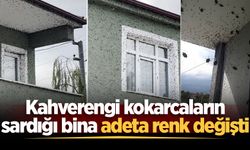 Kahverengi kokarcaların sardığı bina adeta renk değişti