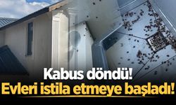 Kahverengi kokarca böceği istilası: Evleri sardılar