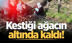Kestiği ağacın altında kalan kişi yaralandı