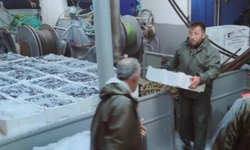 440 ton hamsi avladılar