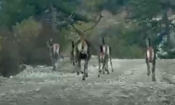 Geyik sürüsü böyle görüntülendi